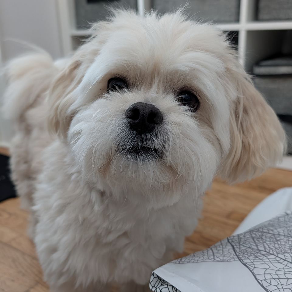 Puppy Weight Calculator: How Big Will My Puppy Get?